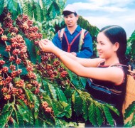 Phát triển cà phê Việt Nam theo hướng bền vững